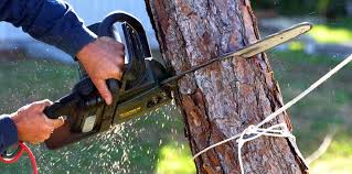 Trusted Beach Haven, NJ Tree Care Experts