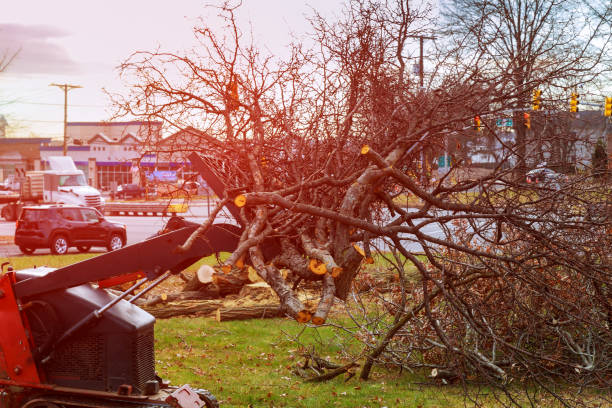 How Our Tree Care Process Works  in  Beach Haven, NJ