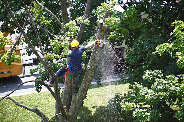 Lawn Renovation and Restoration in Beach Haven, NJ